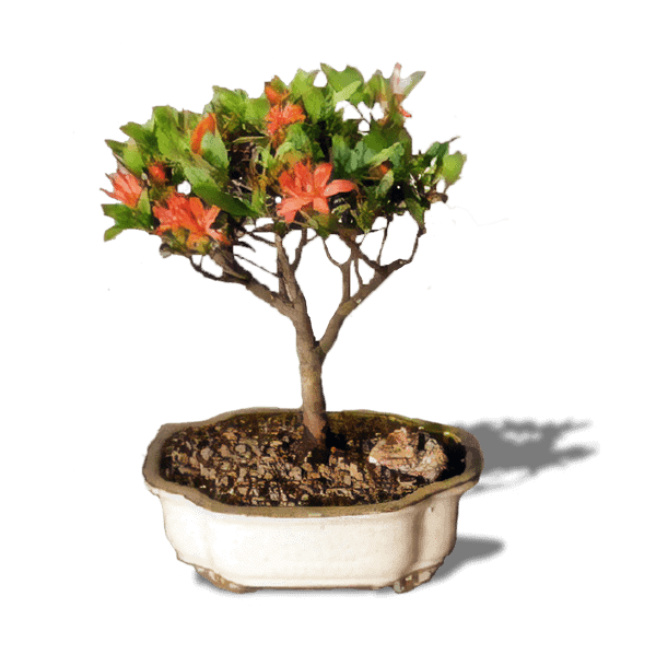 Flowering Azalea Bonsai Tree