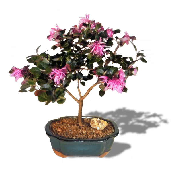 Chinese Fringe Bonsai Tree