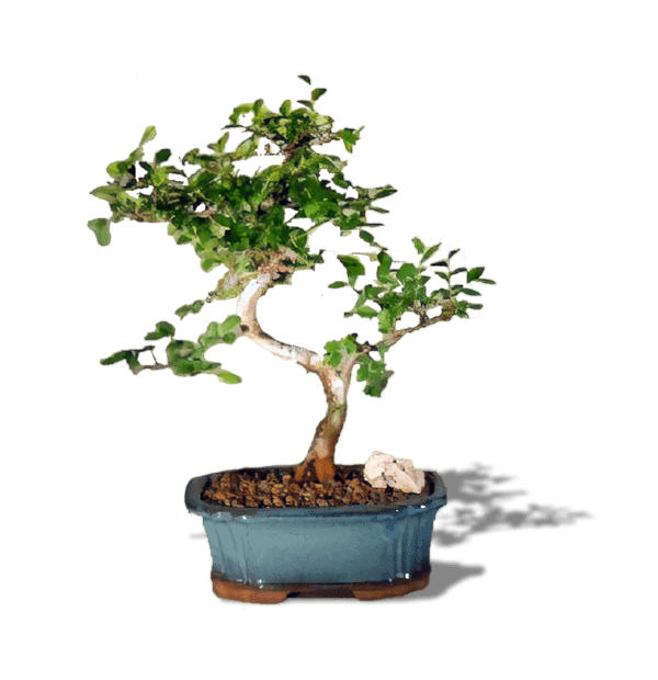 Chinese Elm Bonsai Tree