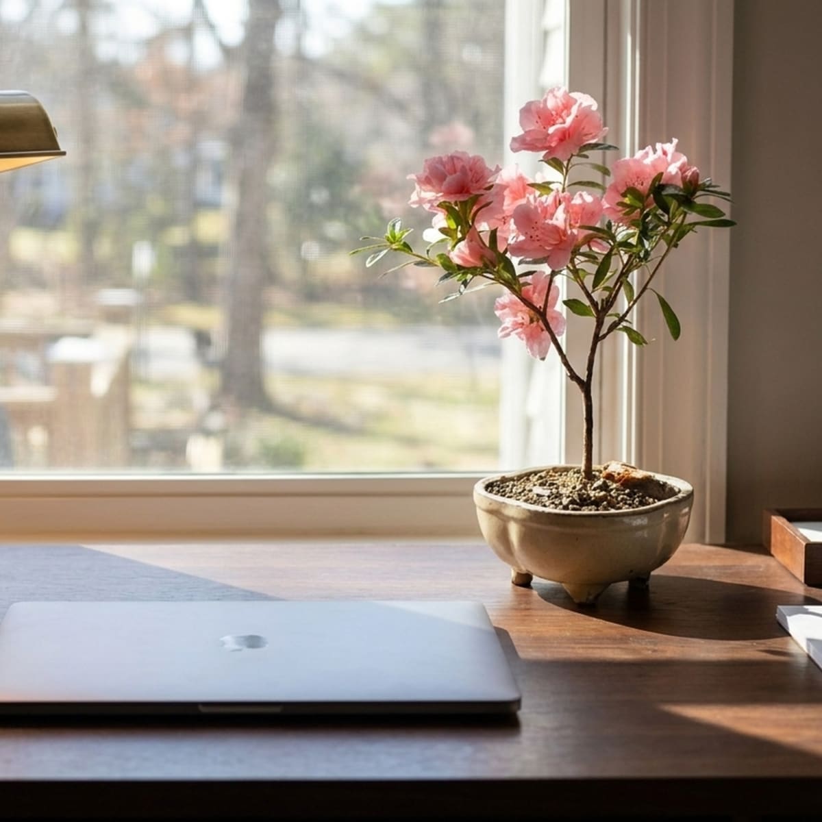 A flowering bonsai on a sunlit desk at home